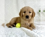 Puppy Gemma Golden Retriever
