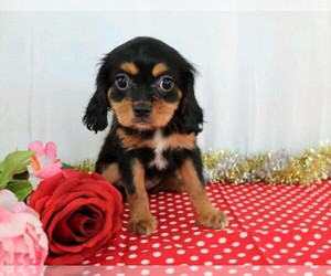 Cavalier King Charles Spaniel Puppy for sale in FREDERICKSBG, OH, USA