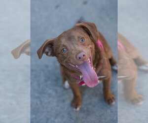 Chihuahua-Unknown Mix Dogs for adoption in St. Louis Park, MN, USA