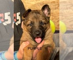 Puppy Purple German Shepherd Dog