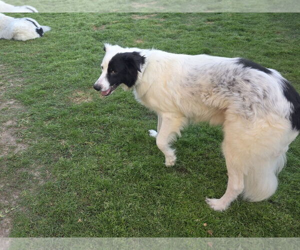 Medium Photo #2 Aussie Pyrenees Puppy For Sale in Houston, TX, USA