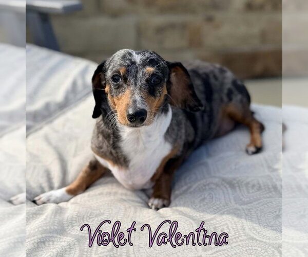 Medium Photo #6 Dachshund Puppy For Sale in San Antonio, TX, USA