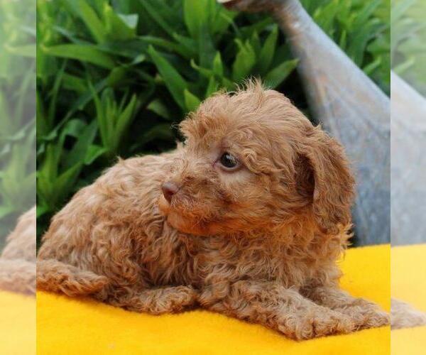 Medium Photo #3 Goldendoodle-Poodle (Miniature) Mix Puppy For Sale in GAP, PA, USA
