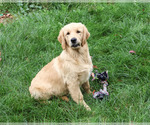 Giana - Female Golden Retriever Puppy for Sale - Photo #3