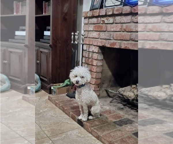 Medium Photo #1 Poodle (Miniature) Puppy For Sale in MIRA LOMA, CA, USA