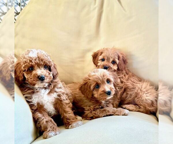 Medium Photo #2 Cavapoo (Miniature) Puppy For Sale in NEWPORT, PA, USA