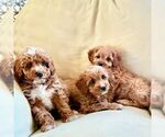 Small #1 Cavapoo (Miniature)
