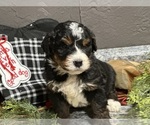 Small Photo #24 Bernedoodle Puppy For Sale in ATHENS, WI, USA