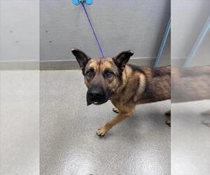 German Shepherd Dog-Unknown Mix Dogs for adoption in Las Vegas, NV, USA