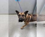 Small German Shepherd Dog Mix