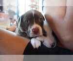 Small #1 American Pit Bull Terrier-American Staffordshire Terrier Mix