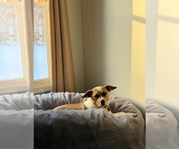 Medium Photo #1 Bogle Puppy For Sale in Plainfield, IL, USA