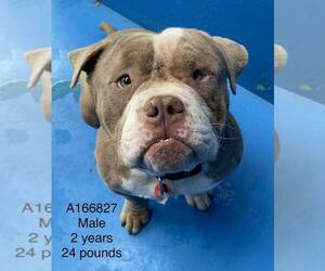 Bulldog-Unknown Mix Dogs for adoption in Calgary, Alberta, Canada