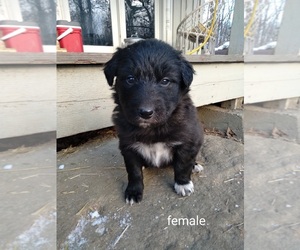 Gollie Puppy for sale in OLNEY, IL, USA
