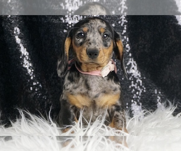 Medium Photo #5 Dachshund Puppy For Sale in WARSAW, IN, USA