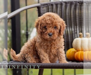 Cavapoo Puppy for sale in HONEY BROOK, PA, USA