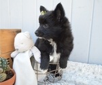 Small Photo #5 Pomimo Puppy For Sale in HONEY BROOK, PA, USA