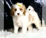 Small #1 Cavapoo