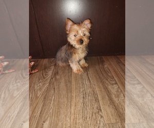 Yorkshire Terrier Puppy for sale in LAPEER, MI, USA