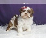 Small Photo #5 Shih Tzu Puppy For Sale in WARSAW, IN, USA