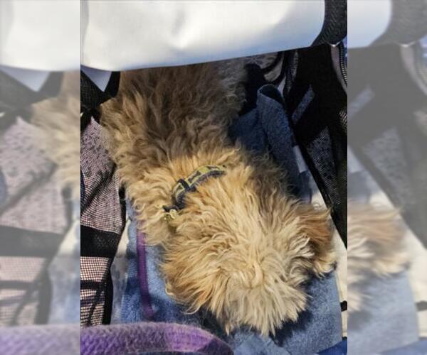 Medium Photo #1 Maltese Puppy For Sale in Tracy, CA, USA
