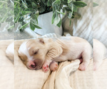 Puppy Blossom Cavapoo