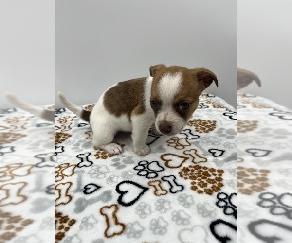 Medium Photo #15 Jack Chi Puppy For Sale in SAINT AUGUSTINE, FL, USA