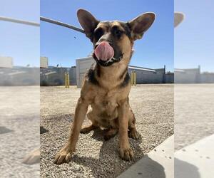 German Shepherd Dog Dogs for adoption in Bakersfield, CA, USA