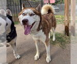 Small Siberian Husky