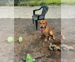 Small #1 Labrador Retriever Mix