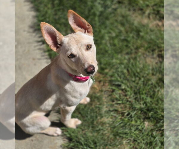 Medium Photo #2 Shepradors Puppy For Sale in Davis, CA, USA