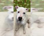 Small #9 Bullboxer Pit