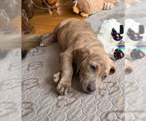 Kenny (GA) - Male Basset Hound-Unknown Mix Dog for Adoption - Photo #3