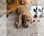 Small Photo #3 Basset Hound-Unknown Mix Puppy For Sale in New York, NY, USA