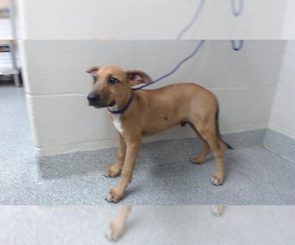 Medium Photo #1 Labrador Retriever-Unknown Mix Puppy For Sale in Pasadena, TX, USA