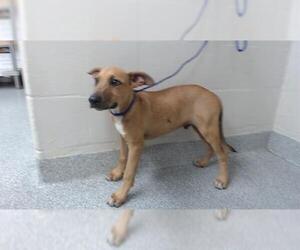Labrador Retriever-Unknown Mix Dogs for adoption in Pasadena, TX, USA