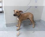 Small Labrador Retriever Mix