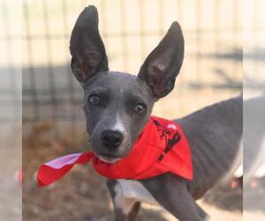 Mutt Dogs for adoption in San Antonio, TX, USA