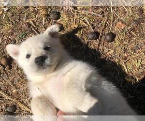 Great Pyrenees Puppy for sale in LONDON, KY, USA