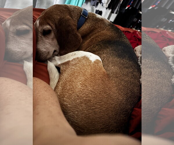Medium Photo #15 Beagle Puppy For Sale in Tampa, FL, USA