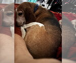 Small #14 Beagle