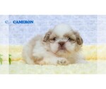 Small #6 Shih Tzu