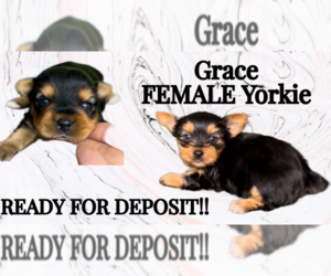 Medium Yorkshire Terrier