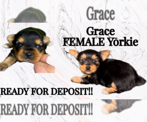 Yorkshire Terrier Puppy for sale in AZLE, TX, USA