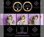 Small #7 Poodle (Miniature)
