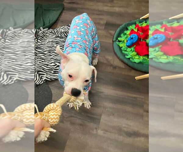 Medium Photo #3 Mutt Puppy For Sale in Plainfield, IL, USA