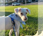 Small #2 Poodle (Miniature) Mix