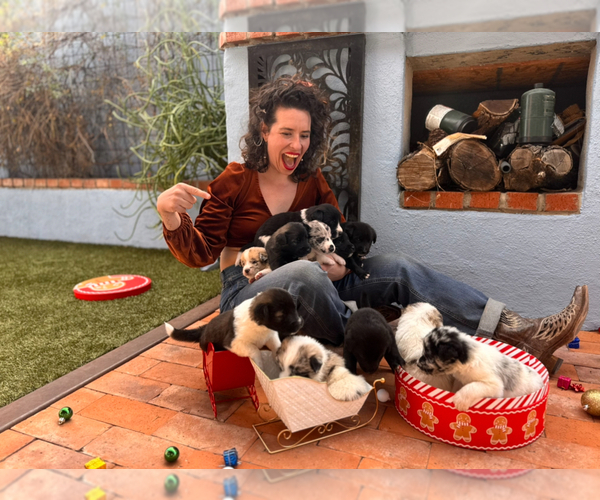 Medium Photo #9 Akita-Bernedoodle Mix Puppy For Sale in TUCSON, AZ, USA