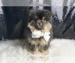 Small #2 Pomeranian