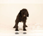 Small Photo #5 Bossi-Poo Puppy For Sale in BRISTOL, IN, USA